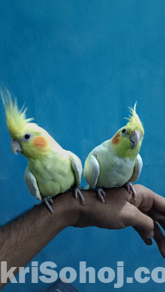 Lution cockatiels